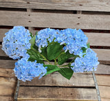 23" Blue Hydrangea Bush x5