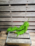 30" Green Fern Bush
