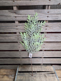 25" Norfolk Island Pine Stem
