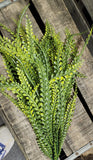 Button Fern Bush