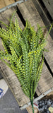 Button Fern Bush