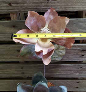 27" Latex Magnolia Stems set of 6 stems