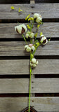 Colored Easter Cotton Stems