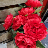 Peony Bush x7 Heads