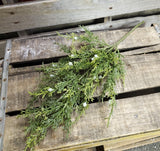 Juniper stem with berries