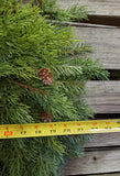 Cedar artifical wreath with pine cones