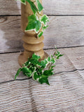 Ivy Candle Decor Set of 6