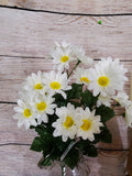 White Daisy Bush