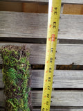 30" Vine Cross covered in Moss