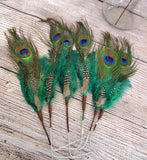 14" Peacock Feathers 6 pk