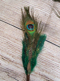 14" Peacock Feathers 6 pk