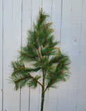 Gold Tipped Long Needle Pine