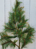 Gold Tipped Long Needle Pine