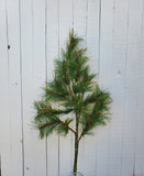 Gold Tipped Long Needle Pine