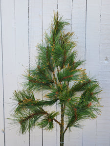 Gold Tipped Long Needle Pine