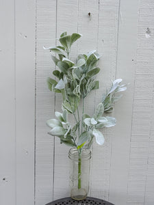 Lambs Ear Bush