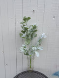 Lambs Ear Bush