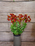 18" Red Mini Daisy Bush x 112