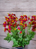 18" Red Mini Daisy Bush x 112