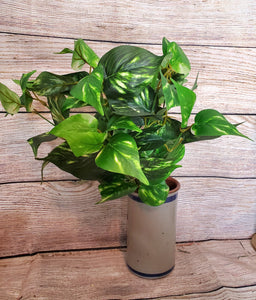 pothos wreath Silk Pothos Plant