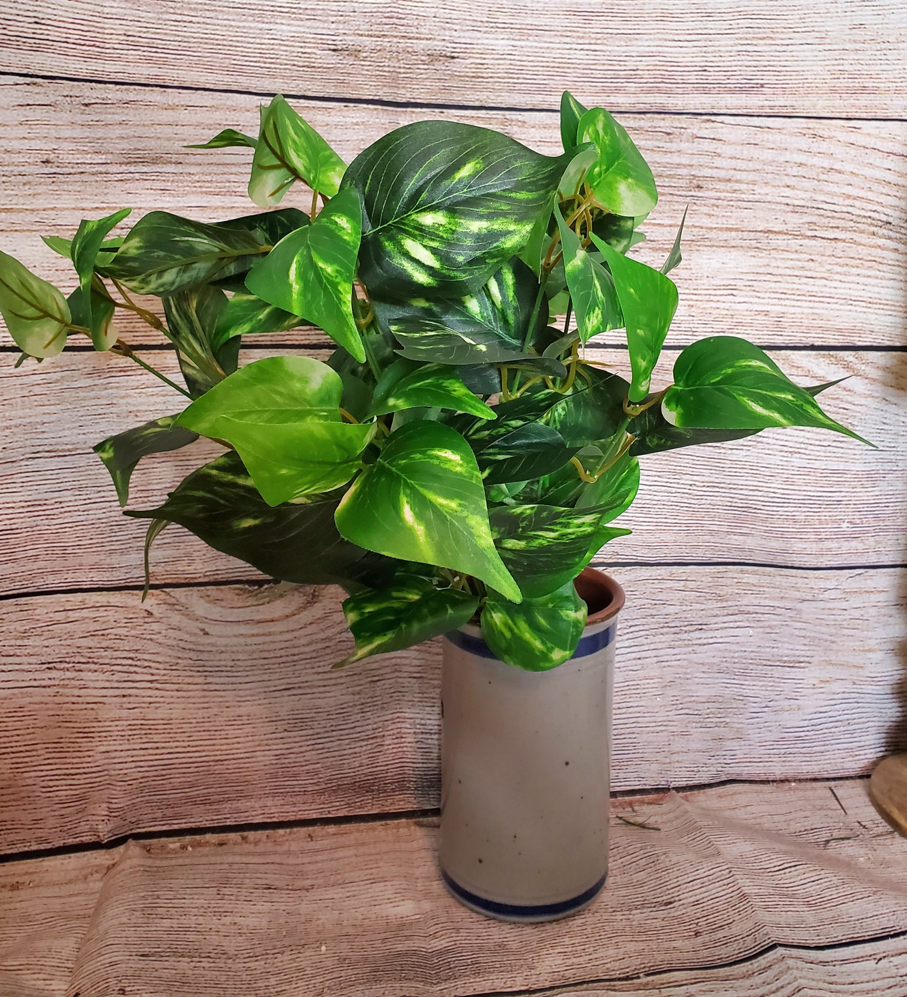 silk pothos Silk Pothos Plant
