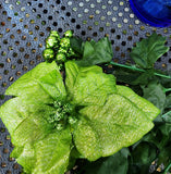 15" Glitter Green Poinsettia Bush with Berry