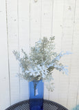 Silk Dusty Miller Bush