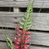 Glitter Fern Stems