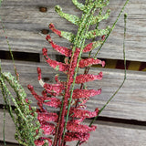 Glitter Fern Stems