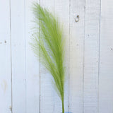 32" Pompass Grass Stems