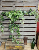 42" Varigated Pothos Bush