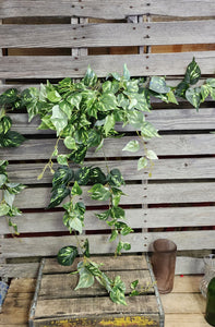 42" Varigated Pothos Bush