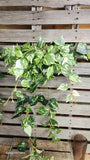 42" Varigated Pothos Bush