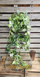 42" Varigated Pothos Bush