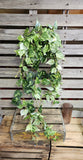 42" Varigated Pothos Bush