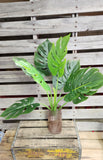 Large Monstera Split Leaf Tropical Plant