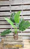 Large Monstera Split Leaf Tropical Plant