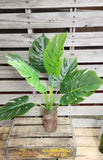 Large Monstera Split Leaf Tropical Plant