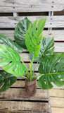 Large Monstera Split Leaf Tropical Plant