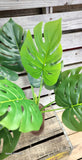 Large Monstera Split Leaf Tropical Plant