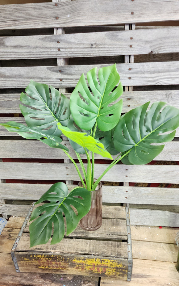 Large Monstera Split Leaf Tropical Plant