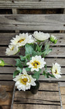 Cream Sunflower Bush