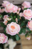 Large Open Rose Bush