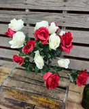 Red and White Rose Bush x18