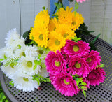 Gerber Daisy Bush x12