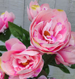 Pink Peony Bush x7