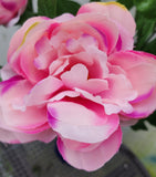 Pink Peony Bush x7