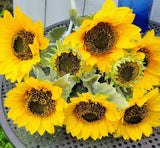 Large Silk Sunflower Bush x 3