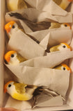 3" Faux Green and Orange Birds 12 pc