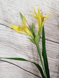 3 Stems of Nephrine Lily's